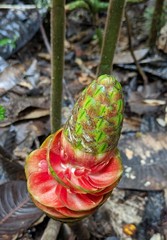 Costus amazonicus