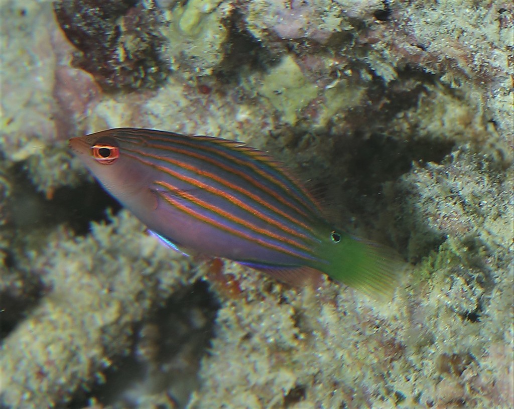 Foto de Labrido de seis lineas (Pseudocheilinus hexataenia)