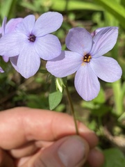 Phlox stolonifera