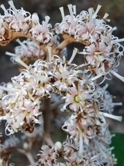 Miconia albicans