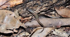 Saproscincus hannahae