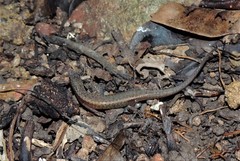 Saproscincus hannahae