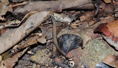 Saproscincus hannahae