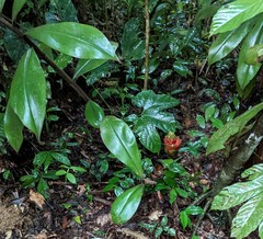 Costus amazonicus