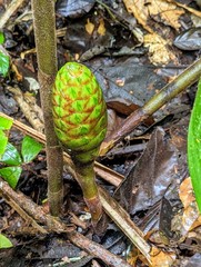 Costus amazonicus