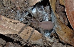 Selenocosmia
