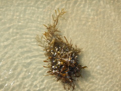 Sargassum filipendula