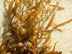 Sargassum filipendula