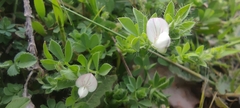 Lotus conimbricensis