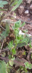 Lotus conimbricensis