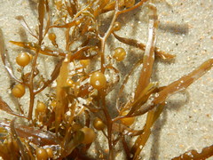 Sargassum filipendula