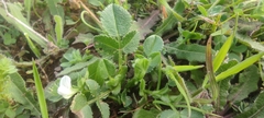 Lotus conimbricensis
