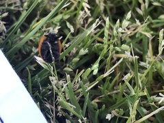 Coccinella septempunctata