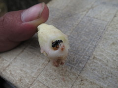 Dendroctonus adjunctus