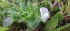 Lotus conimbricensis