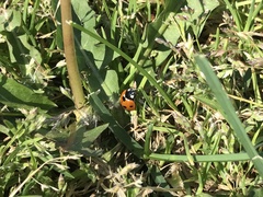 Coccinella septempunctata