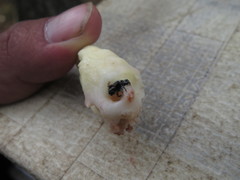 Dendroctonus adjunctus