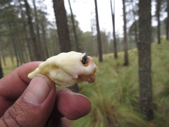 Dendroctonus adjunctus