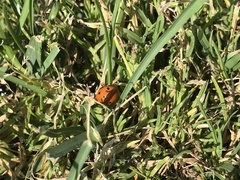 Coccinella septempunctata