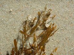 Sargassum filipendula
