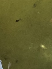 Pseudacris hypochondriaca