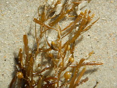 Sargassum filipendula