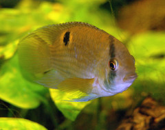 Keyhole Cichlid photo 3