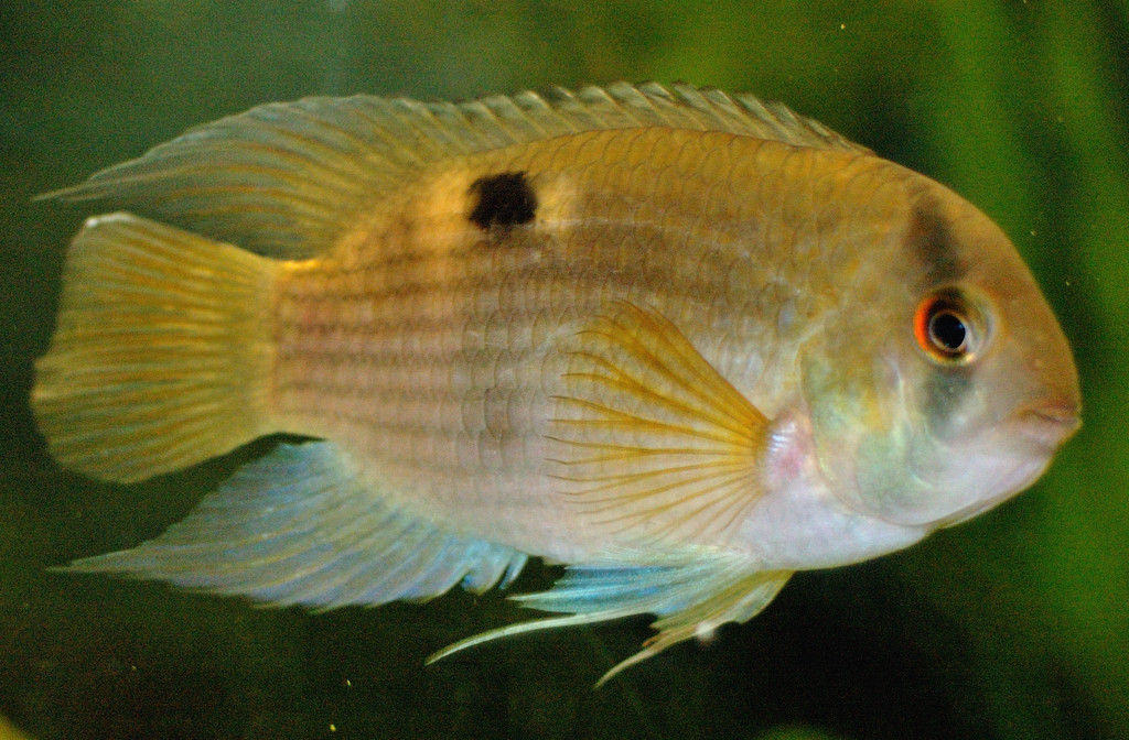 keyhole cichlid