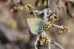 Callophrys mcfarlandi