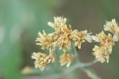 Achyrocline saturejoides