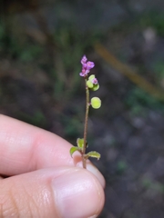 Polygala tatarinowii
