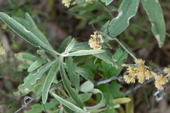 Achyrocline saturejoides