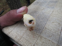 Dendroctonus adjunctus