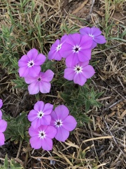 Phlox glabriflora