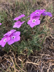 Phlox glabriflora