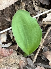 Galearis spectabilis