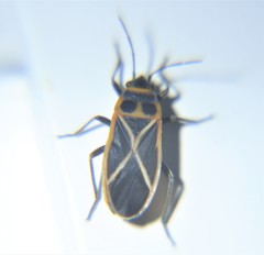 Ochrostomus uhleri