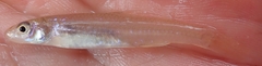 Notropis longirostris