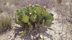 Opuntia rufida