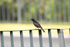 Molothrus bonariensis