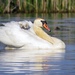 Mute Swan - Photo (c) Marcus Rosten, some rights reserved (CC BY), uploaded by Marcus Rosten