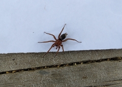 Hypodrassodes maoricus