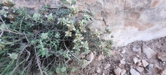 Teucrium murcicum