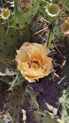 Opuntia rufida