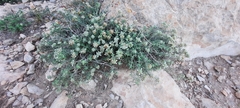 Teucrium murcicum