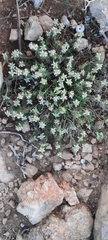 Teucrium murcicum
