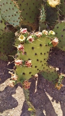 Opuntia rufida