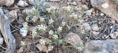 Teucrium murcicum