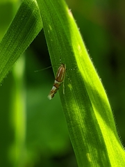Phyllonorycter insignitella