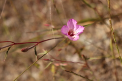 Clarkia franciscana